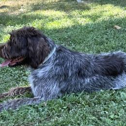 German Shorthaired Pointers and Wirehaired Pointing Griffons from County Line Pointers