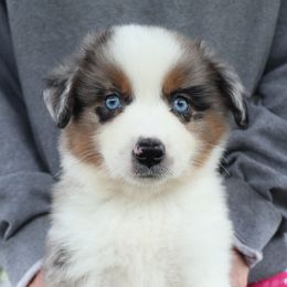 Football - Blue merle male Miniature American Shepherd puppy in Maryland from Atomic Minis