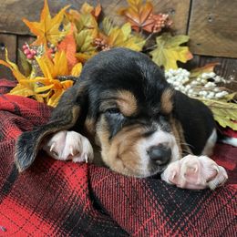 Basset Hound Puppies from Rain and Snow Bassets