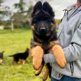 Boy 1 - Black and red male German Shepherd puppy in Stockton, California from Zaragoza German Shepherds