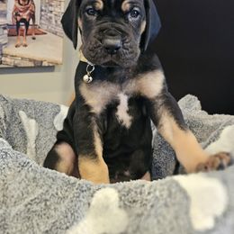 Girl 1 - Black Great Dane puppy in Ohio from Loyal-Loves Great Danes
