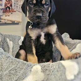 Girl 1 - Black Great Dane puppy in Ohio from Loyal-Loves Great Danes