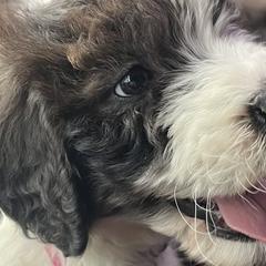 Ivy - Goldendoodle puppy in West Virginia from Sweet Baby Doodles
