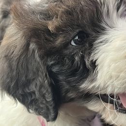 Ivy - Goldendoodle puppy in West Virginia from Sweet Baby Doodles