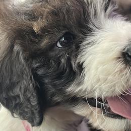 Ivy - Goldendoodle puppy in West Virginia from Sweet Baby Doodles