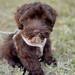 Bernedoodles, Cavapoos, and Sheepadoodles from GimiPup Doodles