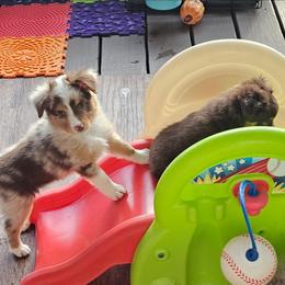 Copper - Red merle male Toy Australian Shepherd puppy in Pickens, South Carolina from Reflections of Star Crest Kennel