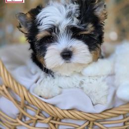 Biewer Terrier and Yorkshire Terrier Puppies from Corazon de gigante