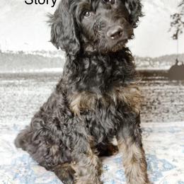 Story - Phantom female Goldendoodle puppy in Pasco, Washington from Camp Doodle Woods