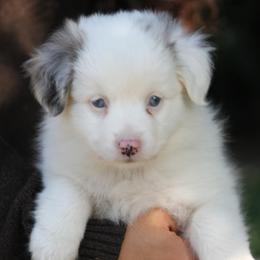 Frosty - Blue merle female Miniature American Shepherd puppy in South El Monte, California from Red Moon Mini Aussies
