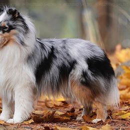 Sparrow - Shetland Sheepdog