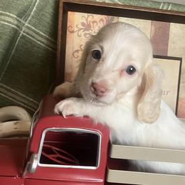 Ivy - Cream female Dachshund puppy in Sharon Springs, New York from Show Us The Way Homestead