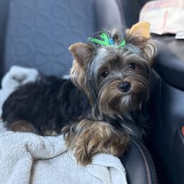 Pretzel - Yorkshire Terrier