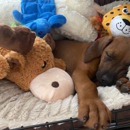 Cane Corso and Rhodesian Ridgeback Puppies from Diamondcrest Farms Inc