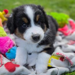 Cher - Black tri female Miniature American Shepherd puppy in Kalama, Washington from Lone Pine Miniature American Shepherds