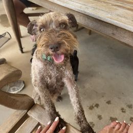 Copper - Miniature Schnauzer