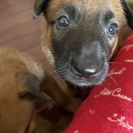 Belgian Malinois Puppies from Pyrex Kennels