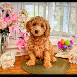 Goldendoodle Puppies from Doodle Vibes of Delaware