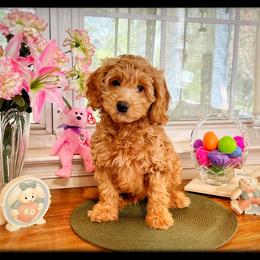 Goldendoodle Puppies from Doodle Vibes of Delaware
