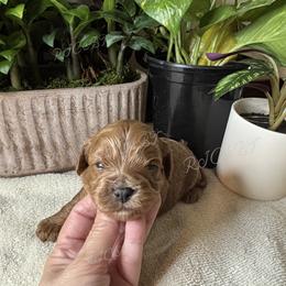 Hudson - Red male Cavapoo puppy in Oklahoma from Rocky Oak Cavaliers & Biewer Terriers LLC