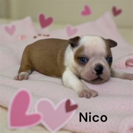 Nico (AKC) - Seal and white male Boston Terrier puppy in Galt, California from Monkey Biz Bostons