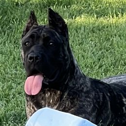 Girl 1 - Black brindle Cane Corso puppy in Granbury, Texas from Revolutions Kennel