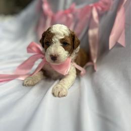 Honey - Apricot female Poodle puppy in Monterey, Tennessee from Cumberland Companions