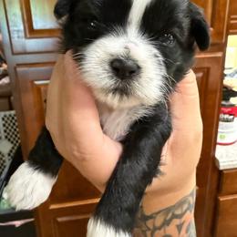 Ella - Black and white female Shih Tzu puppy in Rockmart, Georgia from Sonya Garrett