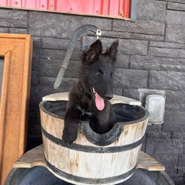 AKC Brenna - Black female Belgian Sheepdog puppy in Hastings, Minnesota from Century Hills Farm