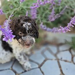 Girl 1 - Brown roan female Lagotto Romagnolo puppy in Salida, California from Harper's Lagotti