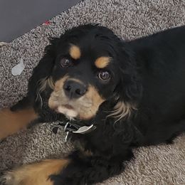 Shabby - Cocker Spaniel