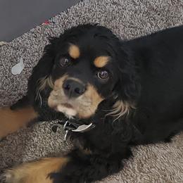 Shabby - Cocker Spaniel