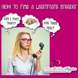 Dachshund Puppies from Heart 2 Heart Puppies