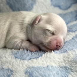 Boy1 - White male Chihuahua puppy in Alaska from Snowy Mountains Chihuahua