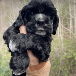 Boy 1 - Black male Cocker Spaniel puppy in Sautee Nacoochee, Georgia from Candy's Cockers