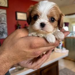 Callie - Akc - Blenheim female Cavalier King Charles Spaniel puppy in Shepherdsville, Kentucky from Cavalierkentuckypride