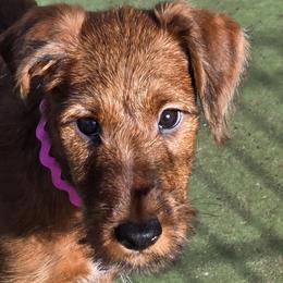Irish Terrier Puppies from Nancy Mahan
