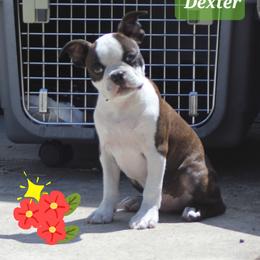 Dexter - Brindle and white male Boston Terrier puppy in Brooksville, Florida from Delamorés Pups