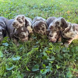 Males - Red merle male Catahoula Leopard Dog puppy in Manchester, Tennessee from Middle TN Leopard Catahoulas and Middle TN Bassett Hounds