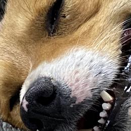 American Corgis and Pembroke Welsh Corgis from Cass County Corgi’s
