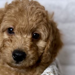 Aussiedoodles from Iron Doodles