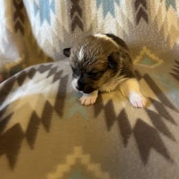 Candy Cane (Girl 2) - Red female Pembroke Welsh Corgi puppy in Maupin, Oregon from Bailey Nannini