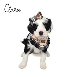 Clara - Tri-color female Bernedoodle puppy in Crawfordsville, Indiana from Winding Creek Ranch Doodles