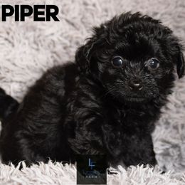 Piper - Aussiedoodle puppy from Legacy Farm
