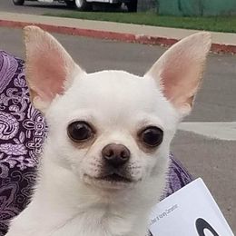 Lola - Chihuahua