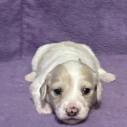 Dachshunds from Lady Maye Dachshund's