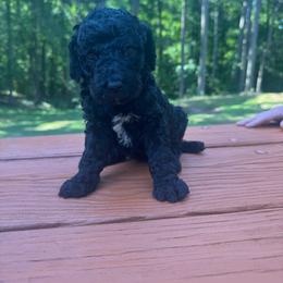 Girl 5 - Black female Poodle puppy in Bremen, Georgia from Kelley’s Poodle Patch
