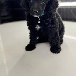 Mr. Truffles - Black male Poodle puppy in Gainesville, Florida from Pipsqueak Mansion Poodles