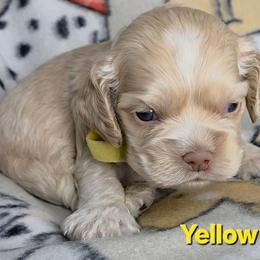 Yellow - Buff male Cocker Spaniel puppy in Lebanon, Missouri from Spring Hollow Cocker Spaniels