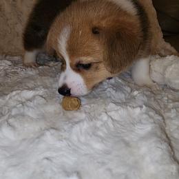 Pembroke Welsh Corgi Puppies from Tiny Titans K9